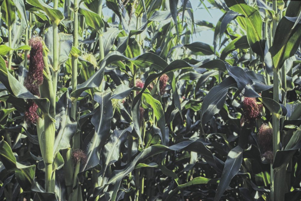 La précocité des hybrides de maïs