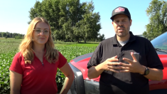 Les variétés de soya à port buissonnant