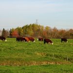 Après le bilan carbone, des actions seront ciblées pour chaque entreprise bovine et ovine.