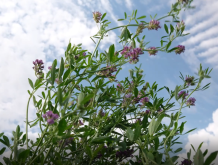 Foin : connaître ses rendements pour de meilleures décisions