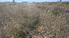 Dès que Gertrude aura ramassé le canola, on démarre notre deuxième phase de semis en mode semis direct.