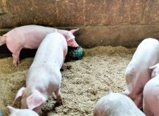 Le bowling pour faire bouger les porcs