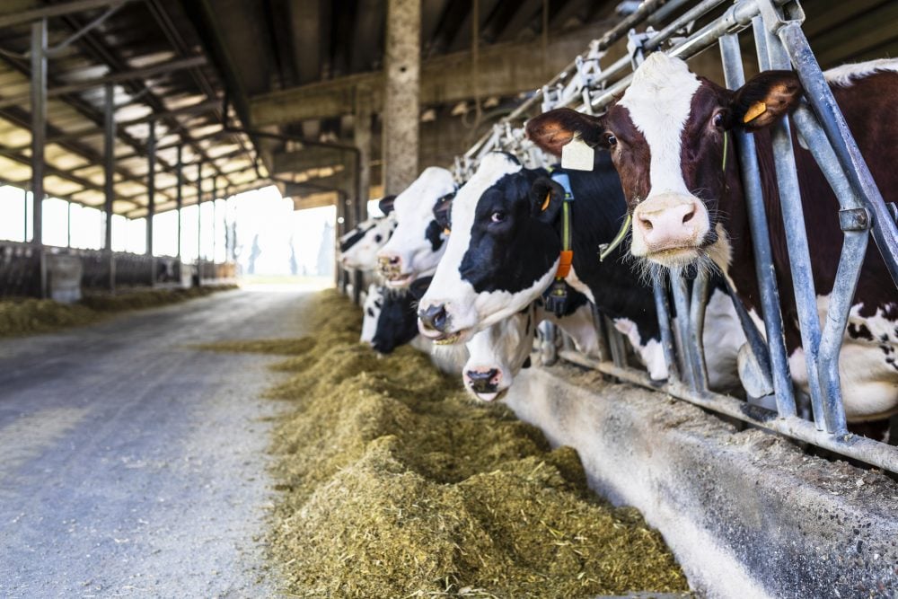 Vaches laitières à la mangeoire