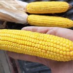 Comment déterminer quels hybrides prioriser pour la récolte?