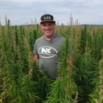 Pierre Gauther, agronome et producteur de grandes cultures, dans un champ de chanvre biologique. Récolté pour ses graines, le chanvre laisse au sol l’importante biomasse de ses tiges.