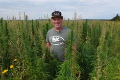 Pierre Gauther, agronome et producteur de grandes cultures, dans un champ de chanvre biologique. Récolté pour ses graines, le chanvre laisse au sol l’importante biomasse de ses tiges.