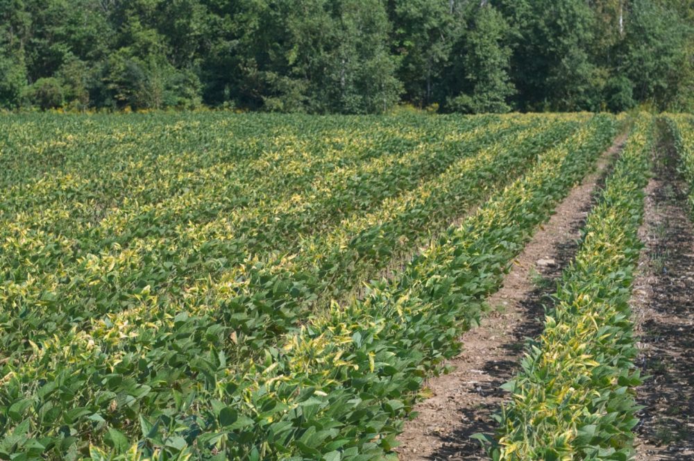 Rendements du soya en hausse : ne pas négliger le potassium