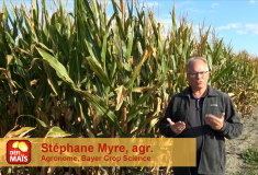 À surveiller: la cannibalisation des tiges du maïs