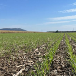 Blé d'automne semé le 19 septembre en semis direct dans un retour de soya.