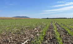 Blé d'automne semé le 19 septembre en semis direct dans un retour de soya.