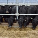 bouvillons croises Holstein Angus