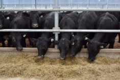 bouvillons croises Holstein Angus