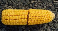 Maïs-grain: une saison qui défie toutes les prévisions