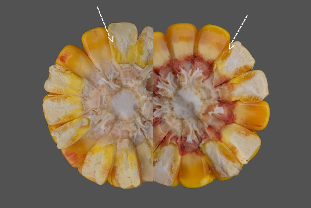Cette photo montre deux hybrides ayant une densité différente. On y observe l’amidon plus dense et vitreux dans l’épi de droite. Cet amidon plus dense risque de ralentir la migration de l’eau du centre du grain vers sa surface et ainsi retarder sensiblement le séchage.
