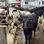 Durant toute la planification, Dave Fortier et Sophie Bédard, de la Ferme Panama de Saint-Pierre-Baptiste au Centre-du-Québec, ont gardé en tête leur objectif.
