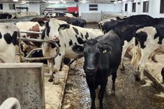 Durant toute la planification, Dave Fortier et Sophie Bédard, de la Ferme Panama de Saint-Pierre-Baptiste au Centre-du-Québec, ont gardé en tête leur objectif.