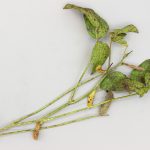 Syndrome de la tige verte du soya