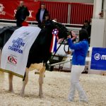 Jeffrey-Way Hard Rock Twigs a remporté son deuxième titre de championnat majeur des expositions laitières en Amérique du Nord en décrochant le titre de Championne suprême de la Royal Agricultural Winter Fair le 9 novembre 2024. Photo : John Greig