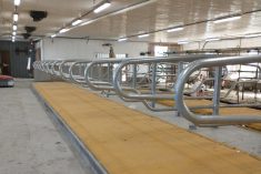 Malgré la fatigue, après la fin des travaux, il reste à pousser les vaches au robot.