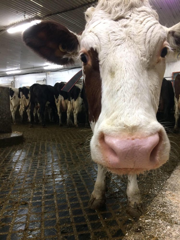 Vache dans l'allée