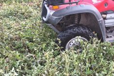 Le trèfle est uniforme. On pourra réduire de 50% et peut-être plus nos applications d'azote pour le maïs 2025.