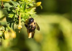 Les bourdons préfèrent les sols contaminés