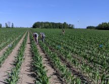 Délimitation de petites parcelles d’essai à la ferme - © Groupe Pleine Terre