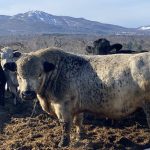 La ferme bovine de Paul Sauvé située à Shefford en Estrie, près de Bromont, est prévu pour un site de biométhanisation.