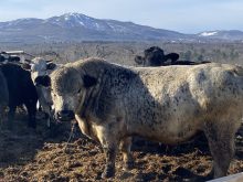 La ferme bovine de Paul Sauvé située à Shefford en Estrie, près de Bromont, est prévu pour un site de biométhanisation.