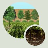 agroforesterie