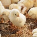 Nouveau: technologie non-invasive du sexage des poussins