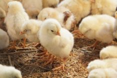 Nouveau: technologie non-invasive du sexage des poussins
