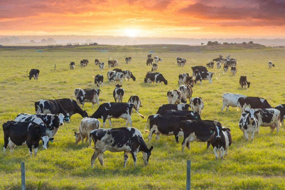 Un troupeau de vaches pâturant en Floride