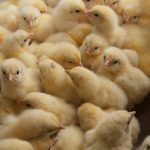 Le sexage est important pour la commercialisation des poulets.