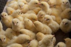 Le sexage est important pour la commercialisation des poulets.