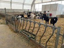 Pour la pouponnière de la Ferme Rufer installée dans un dôme, lors des températures très froides, il arrivait que la tétine gèle. Jérôme Rufer a trouvé une solution innovante.