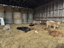 En hiver, un endroit à l'abri avec une épaisse couche de neige protégera les veaux contre le froid.