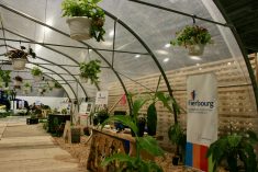 On voit ici des plantes qui ont été cultivées par la Direction Jardin. Crédit : Sarah-Ève Hallé