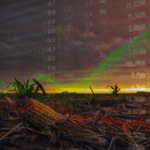 Marché des grains: le chaud et le froid
