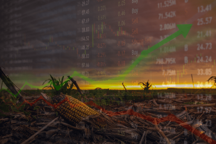 Marché des grains: le chaud et le froid