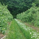 Bande florale dans un verger. Photo : IRDA