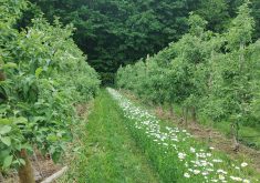 Bande florale dans un verger. Photo : IRDA
