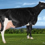 Garondale Goldwyn Conny , Vache coup de cœur 2024