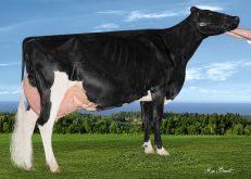 Garondale Goldwyn Conny , Vache coup de cœur 2024
