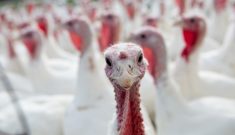 Un épisode d'influenza aviaire faiblement pathogène a affecté quatre fermes en novembre 2024.
