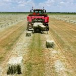 Voici la presse à petites balles carrées Hesston de Massey Ferguson. Elle produit deux balles en même temps.