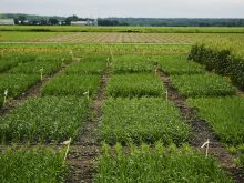 La certification Ecocert Canada pour Sollio Agriculture