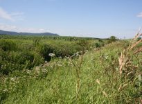 Bande fleurie naturelle en bordure d’un champ de grandes cultures. Photo: Geneviève Labrie
