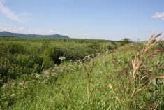Bande fleurie naturelle en bordure d’un champ de grandes cultures. Photo: Geneviève Labrie