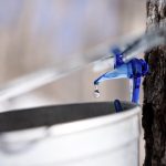 Le temps des sucres 2025 a été lancé officiellement par les Producteurs et productrices acéricoles du Québec.